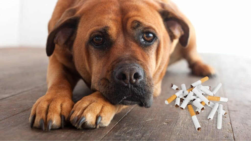 dog image with image of cigarettes