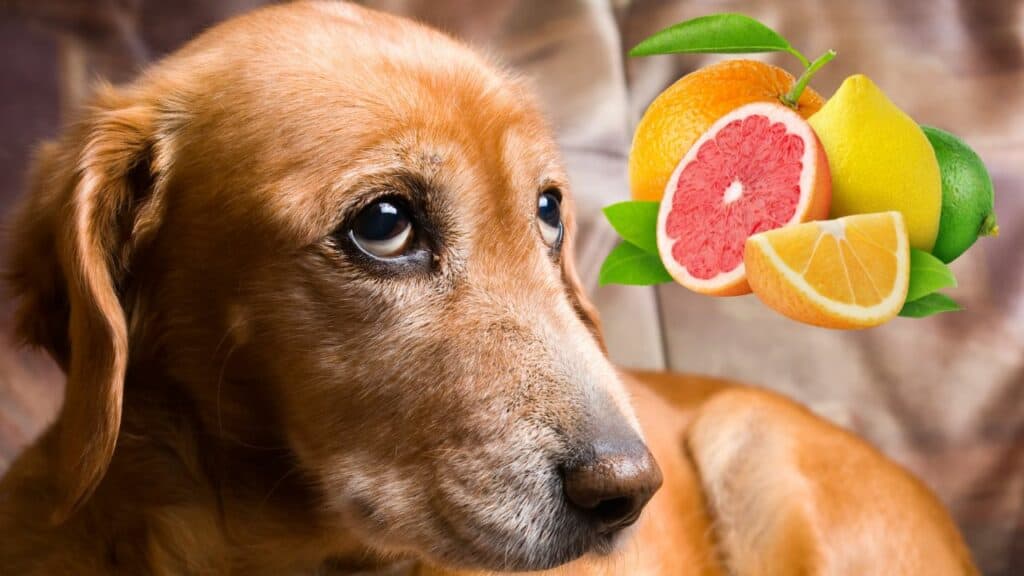 dog image with image of citrus fruits