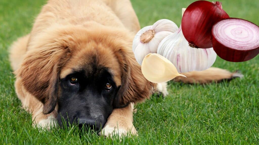 dog image with image of onions and garlic
