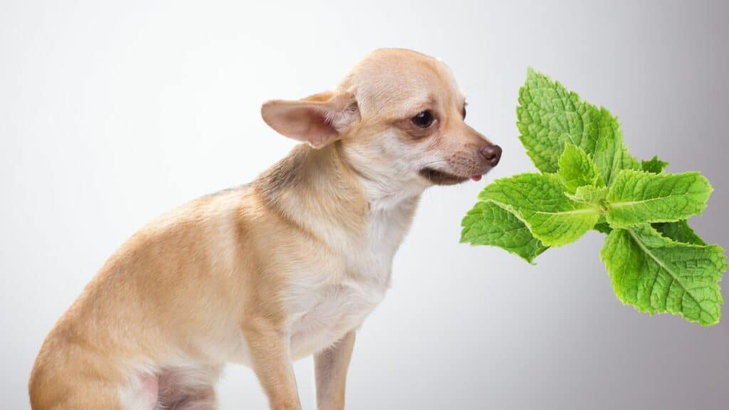 dog image with image of peppermint
