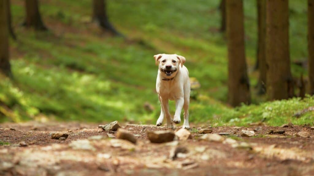 dog running happily in the forest