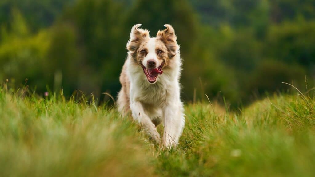 happy dog running outside on grass