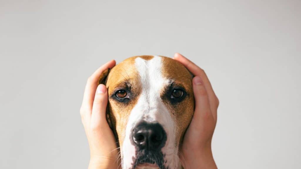 human hands holding dogs ears close