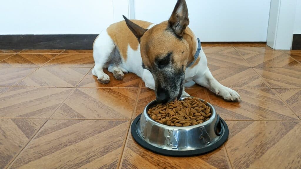 light brown and white dog eating from a food bowl