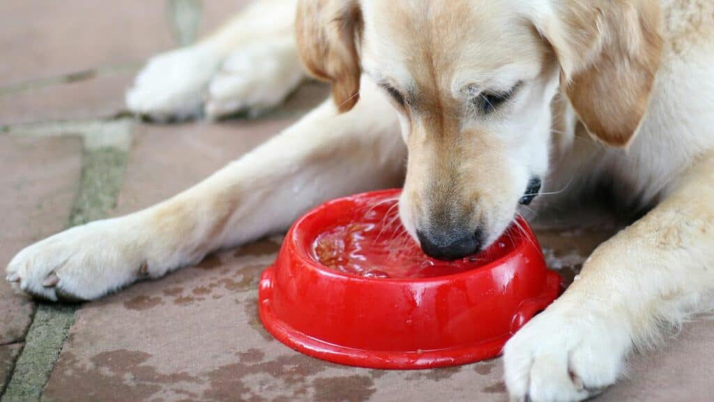light brown dog drinking from a red dog water bowl