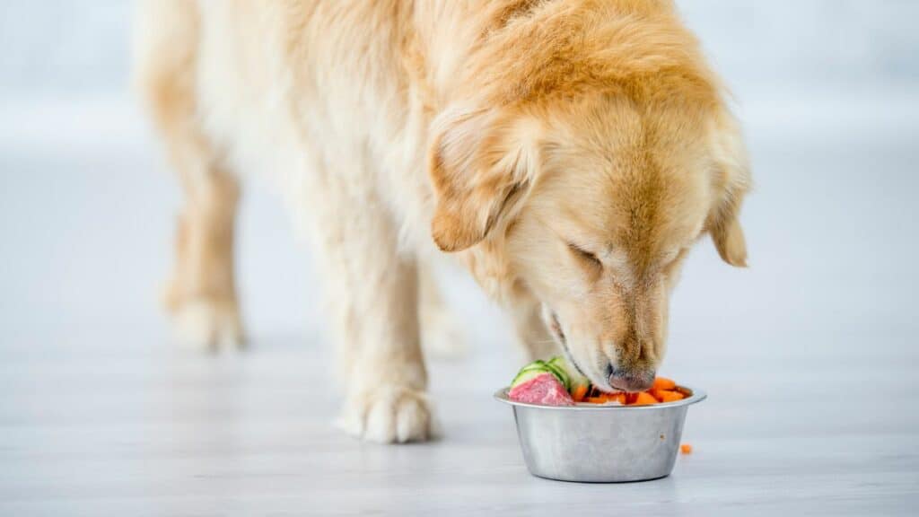 light brown dog eating a lot of healthy food