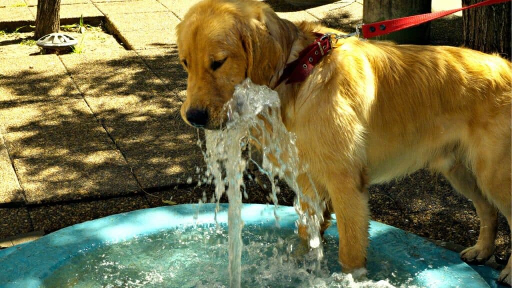 light brown dog standing in water and drinks