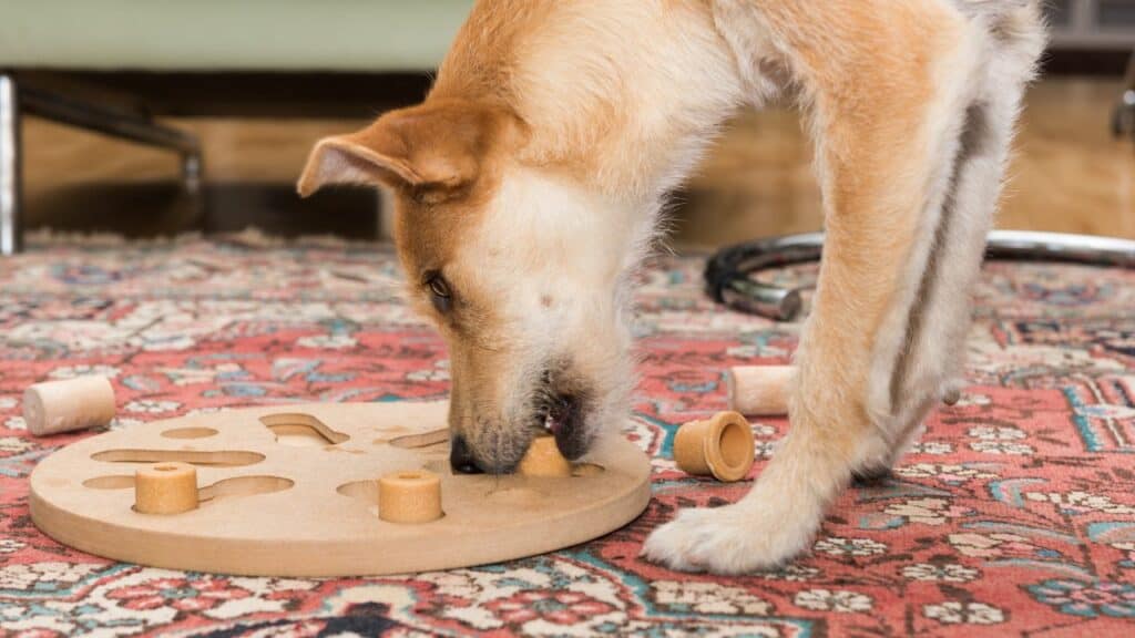 light brown dog with a dog puzzle