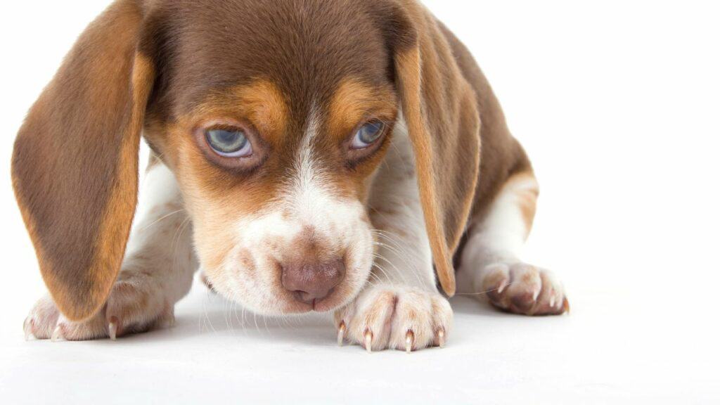 little brown white puppy looking scared