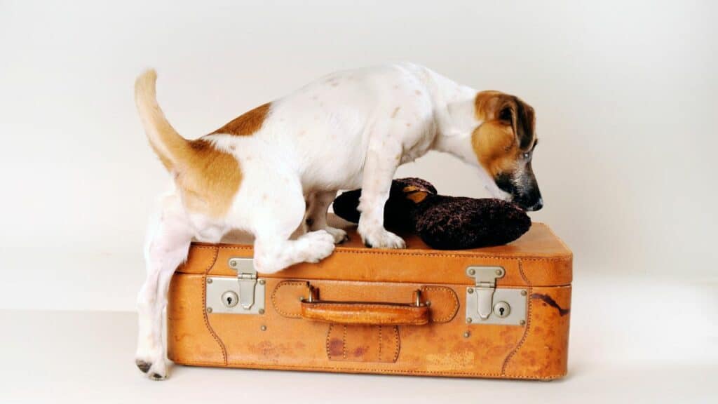 little puppy on a suitcase