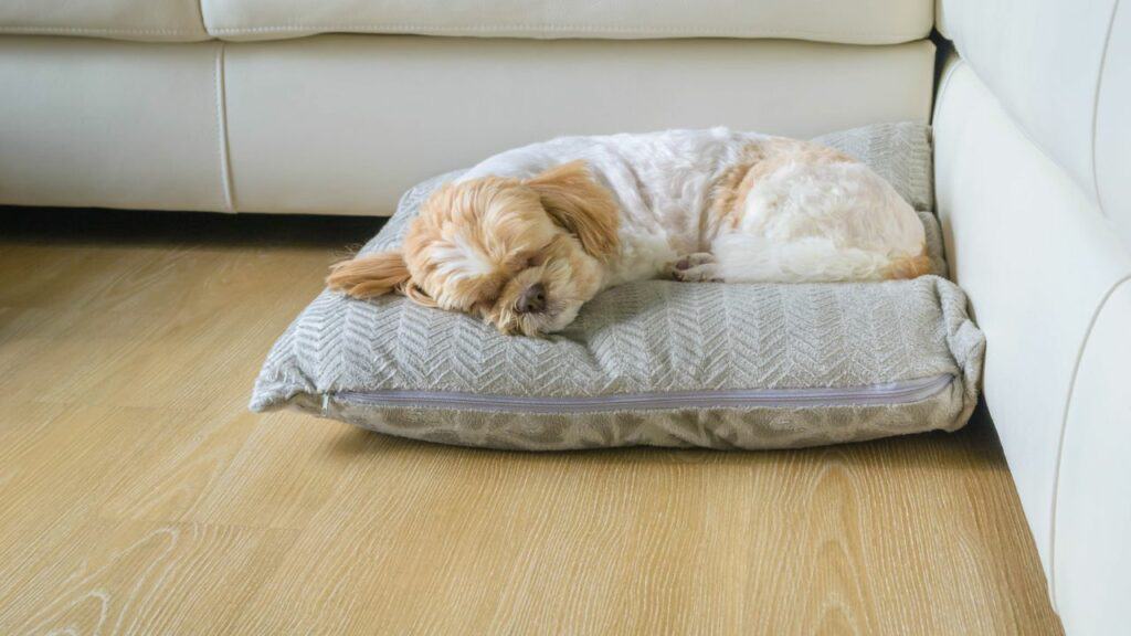 little white brown dog sleeps on a big pillow