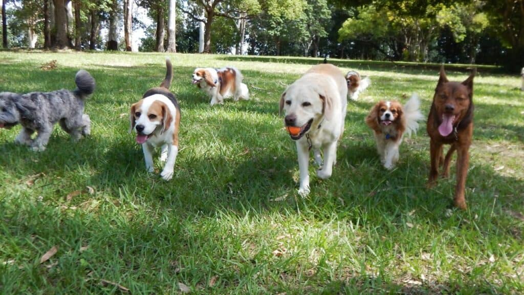 many dogs walking on grass to the camera

