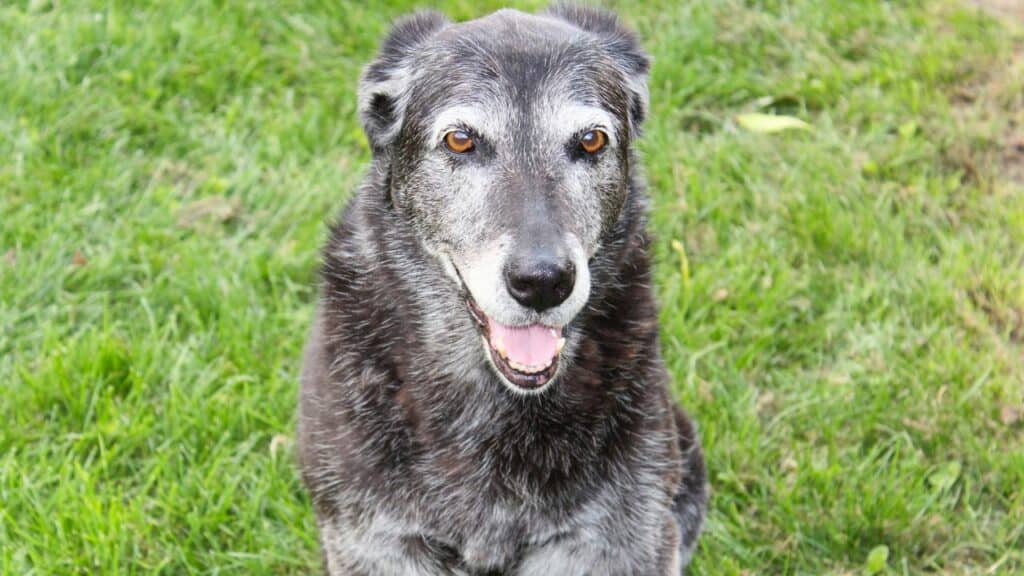 old grey dog laying in grass looking into the camera