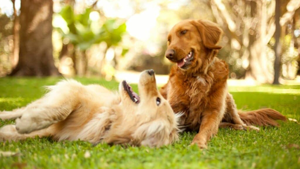 two dogs laying and playing in grass together