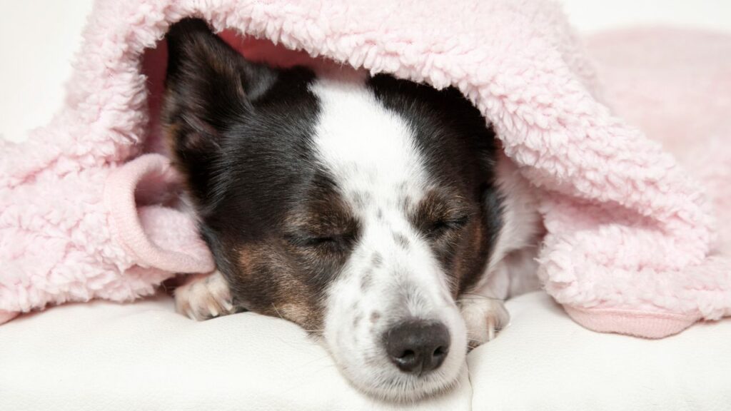 white black little dog under a rosa blanket