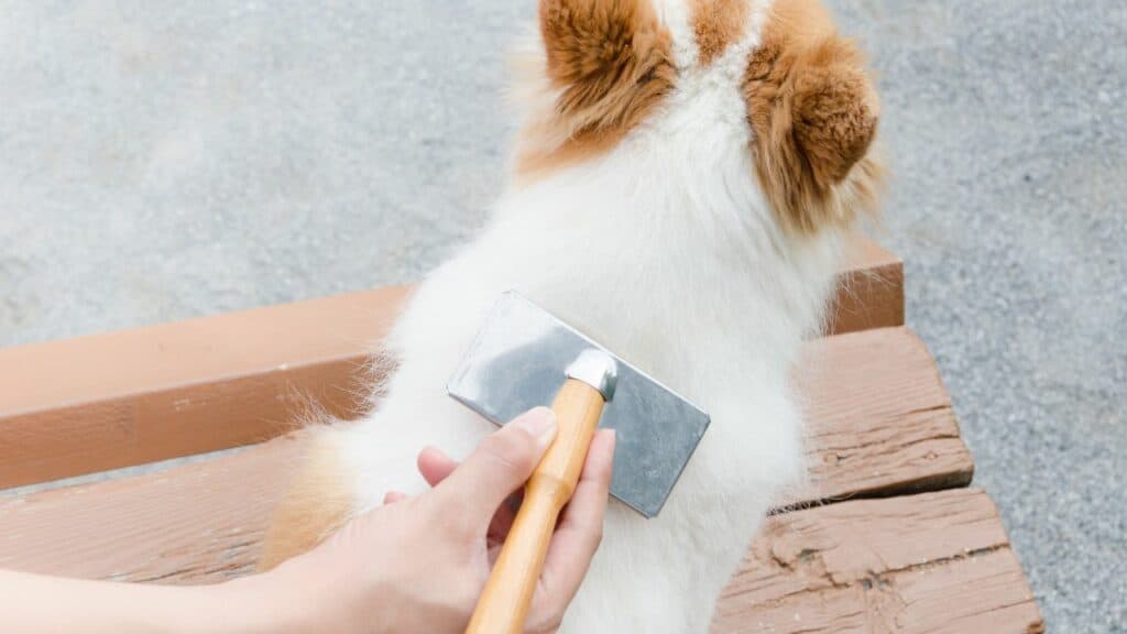white brown dog getting his fur brushed by a woman hand