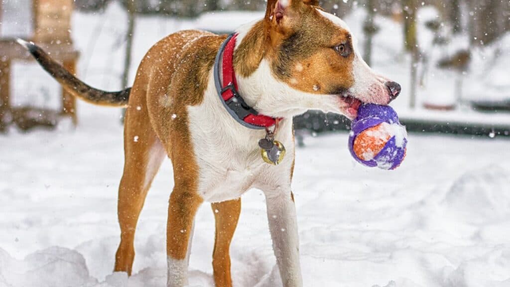 white brown dog in snow with a toy in his mouth