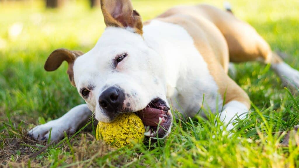 white brown dog laying in grass playing with a yellow ball