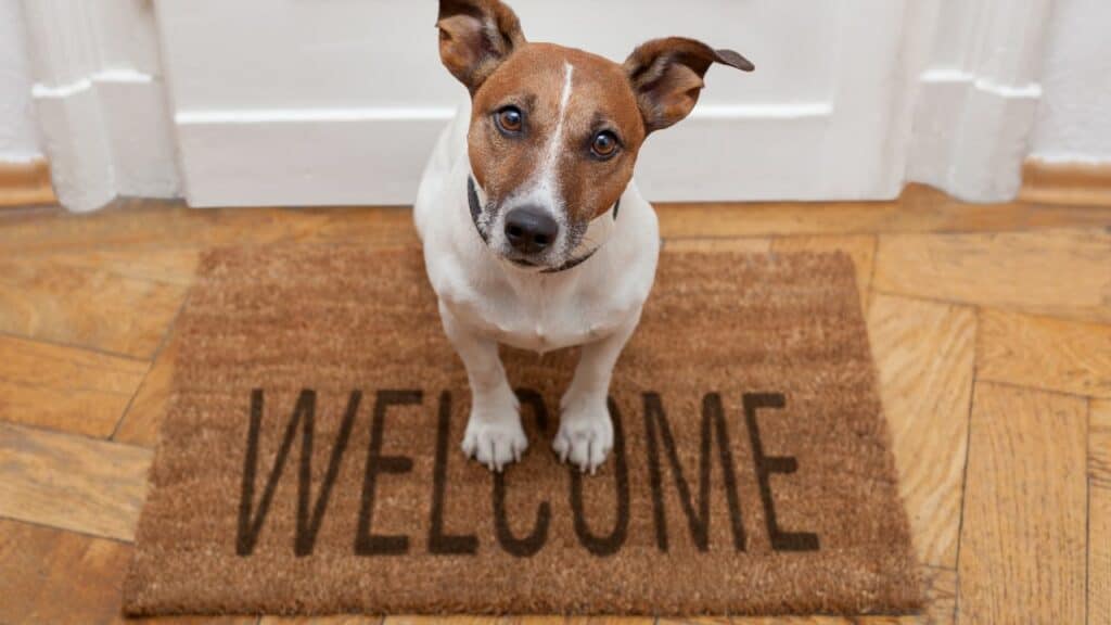 white brown dog sitting on a welcome home mat