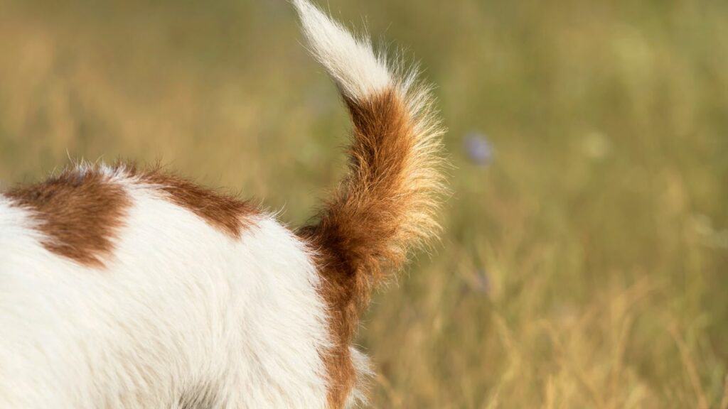 white brown dog tail with green grass in background