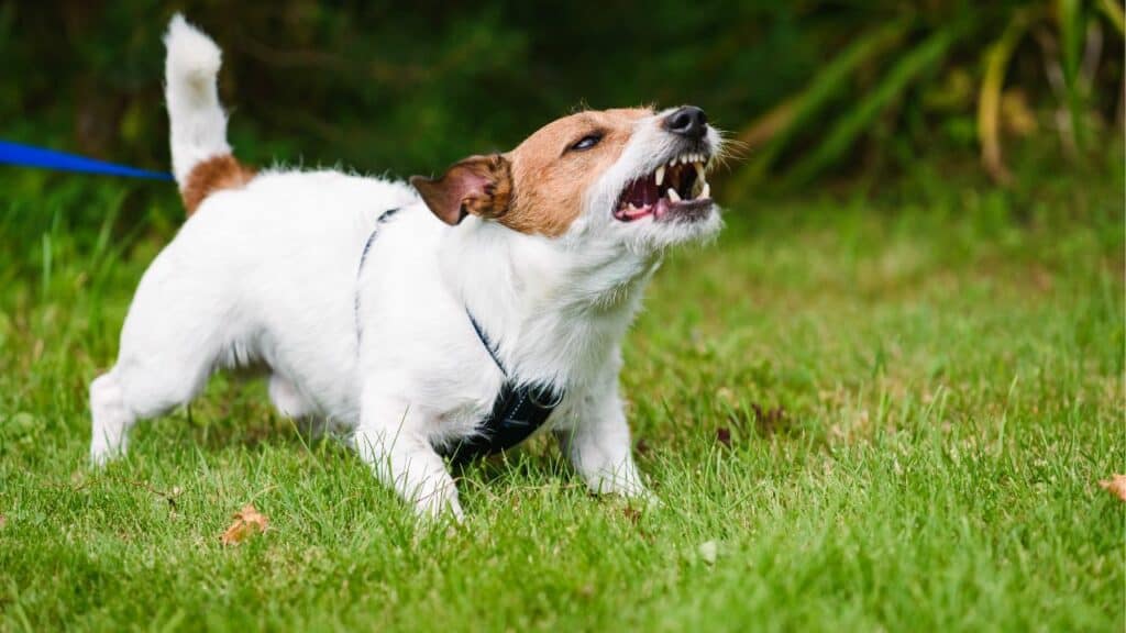 white brown little dog standing on grass barking a lot