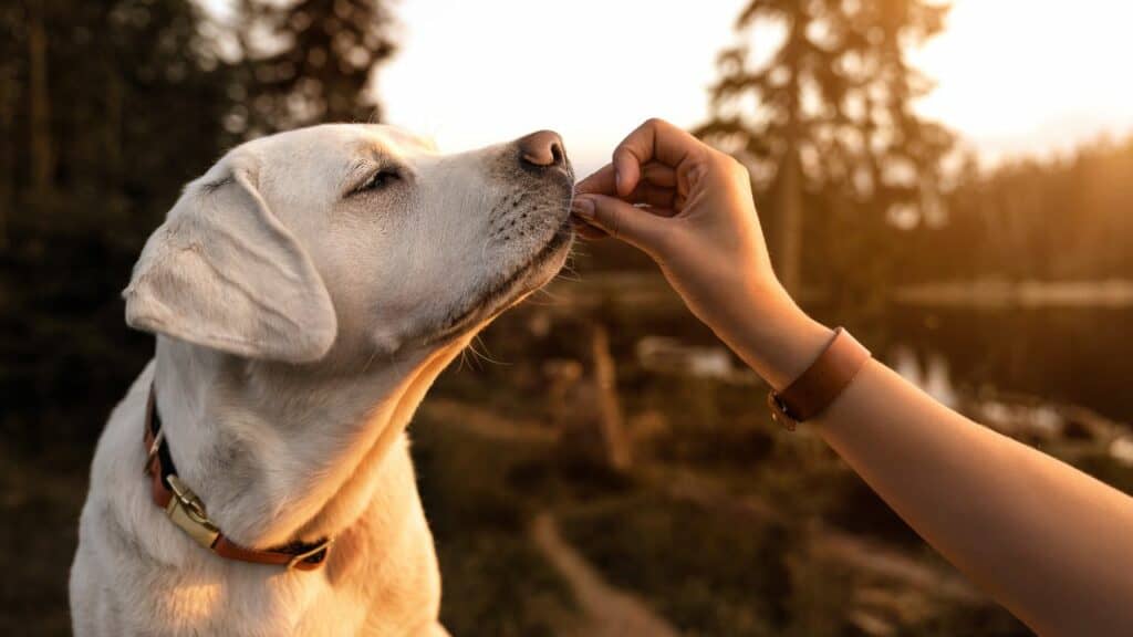white dog in sunlight gets a treat from a human hand