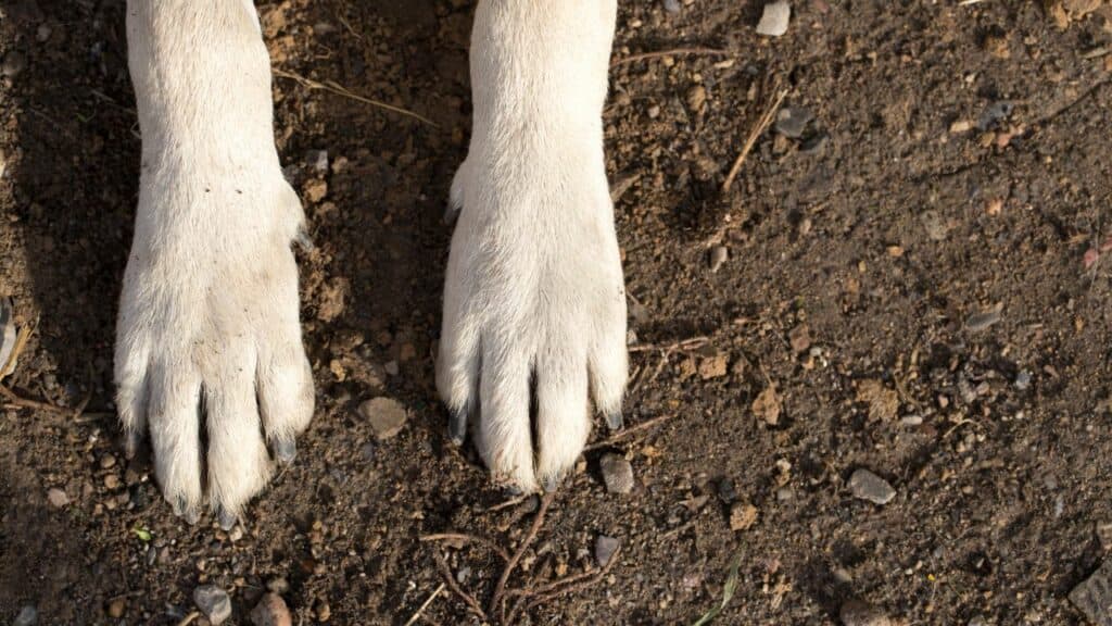 white dog paws in dirt