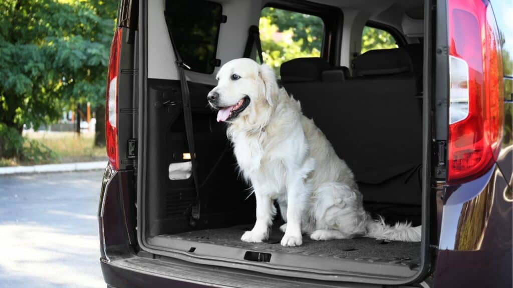 white dog sitting in the back of a car