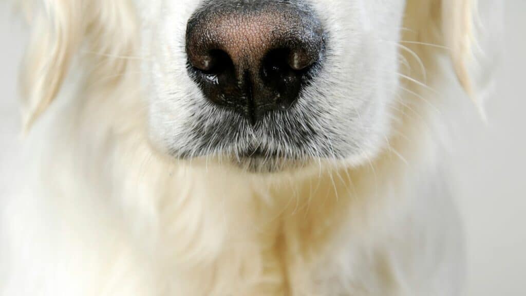 white dogs nose from near