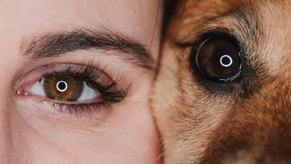 woman eye and dog eye from near