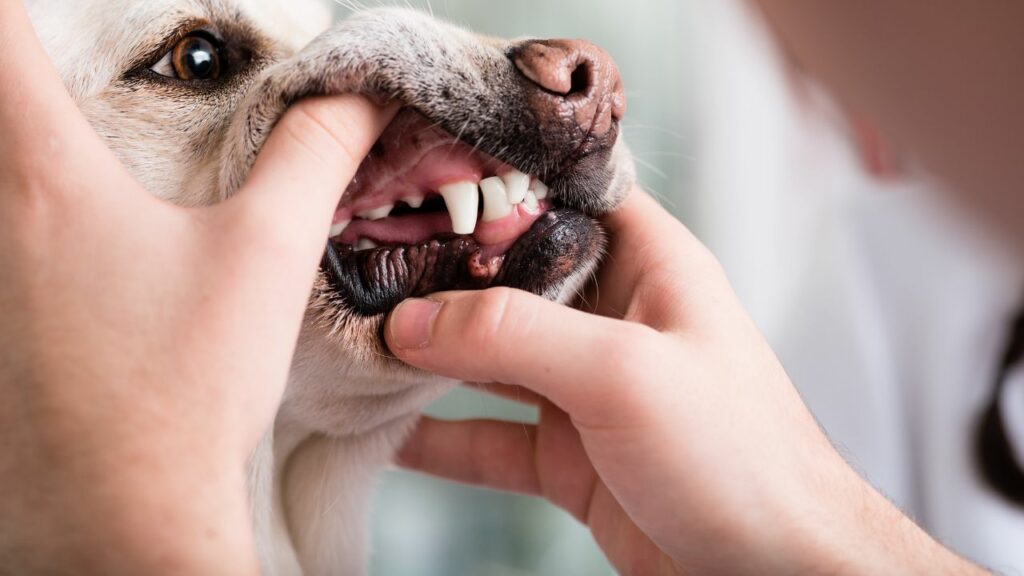 woman hands open dogs mouth