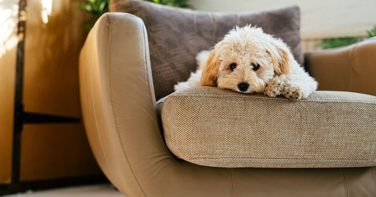 10 Common Mistakes Humans Make With Dogs They Didn’t Know