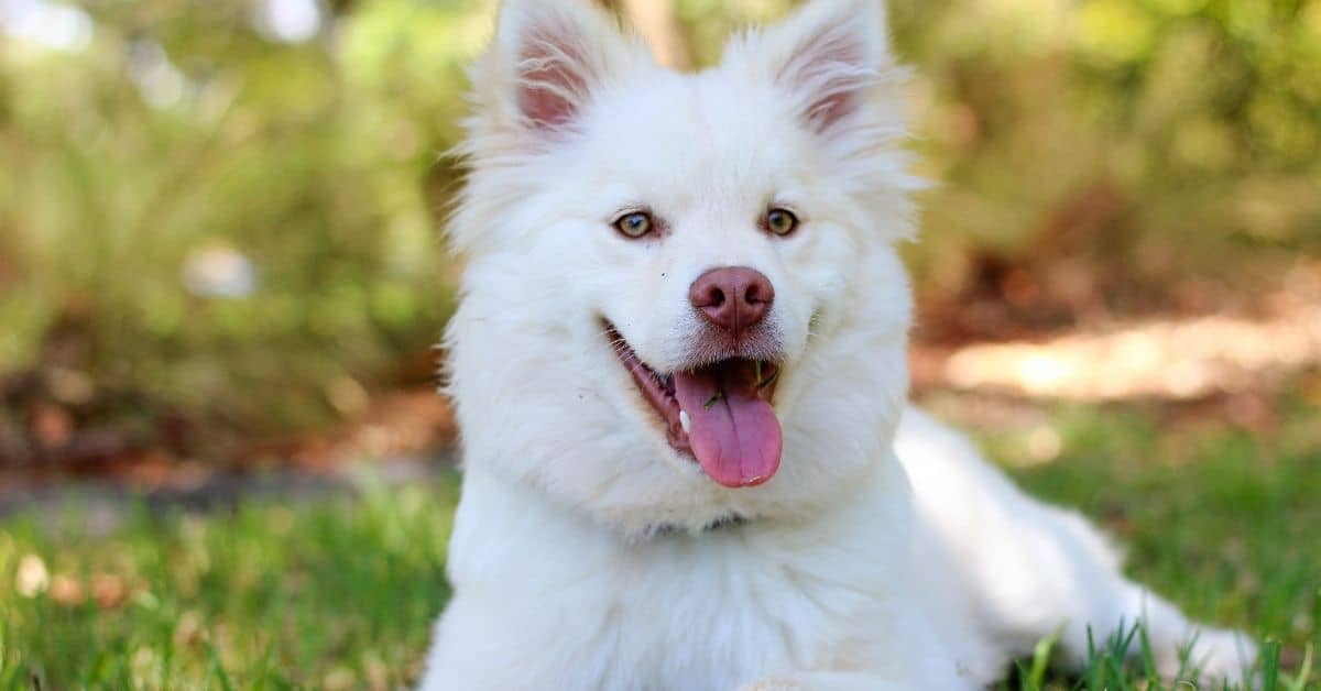 11 Tips To Make Your Dog Happier