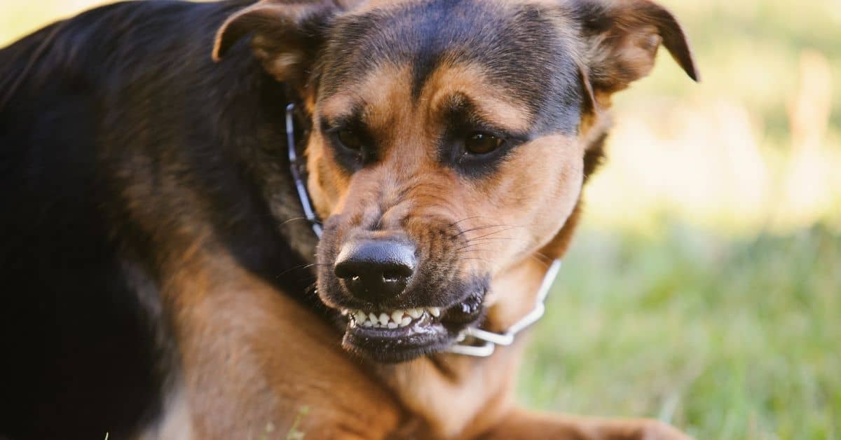 12 Things Dogs Hate And Wish You’d Stop Doing