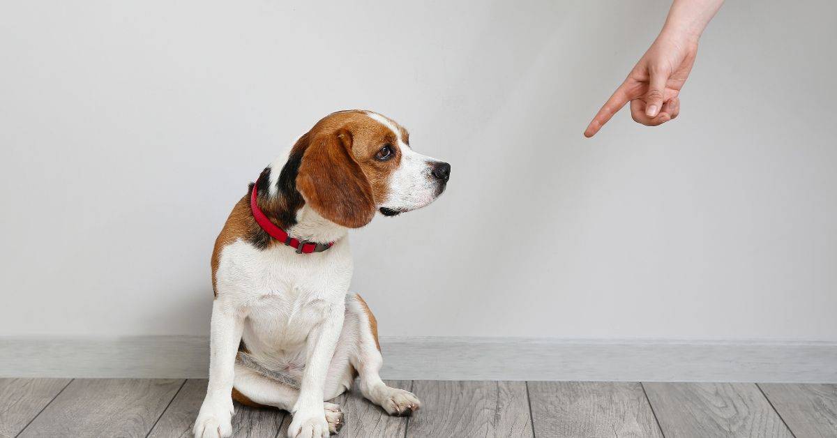 13 Common Mistakes When Scolding Dogs