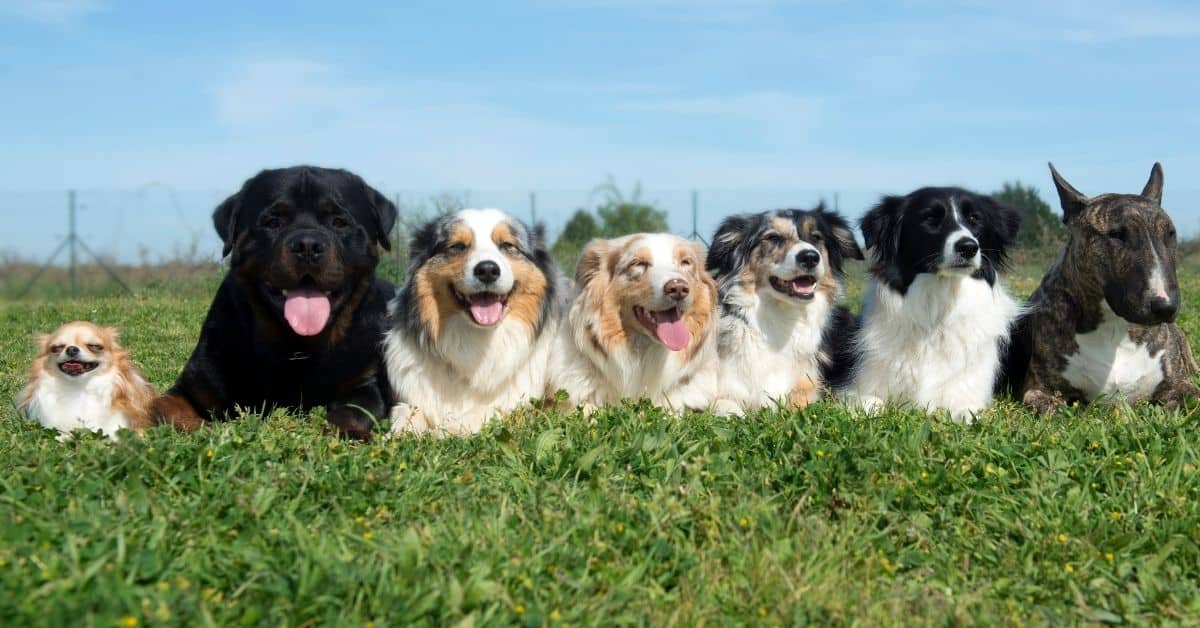 14 Curious Facts About Dogs That 95% Of Dog Owners Didn’t Know