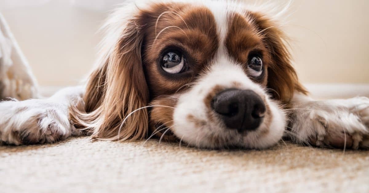 14 Things That Emotionally Hurt Your Dog