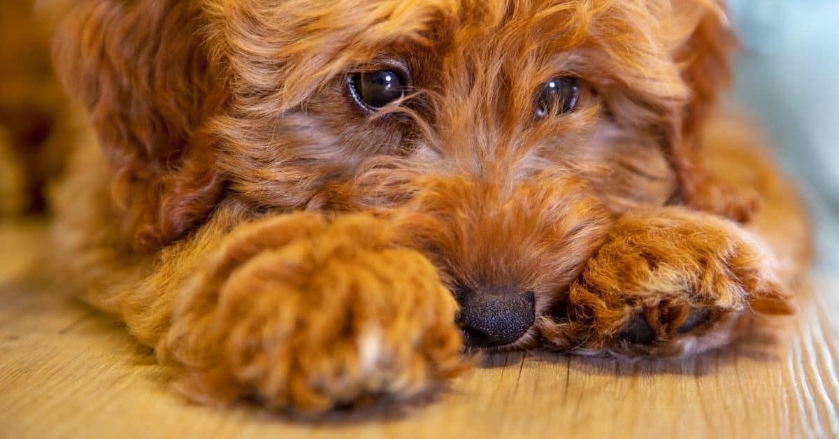 15 Mistakes That Shorten Your Dog’s Life