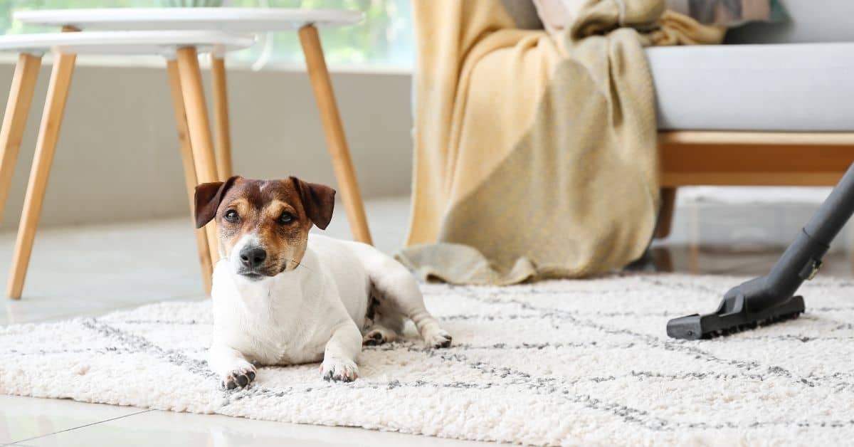 19 Household Items That Can Kill Your Dog