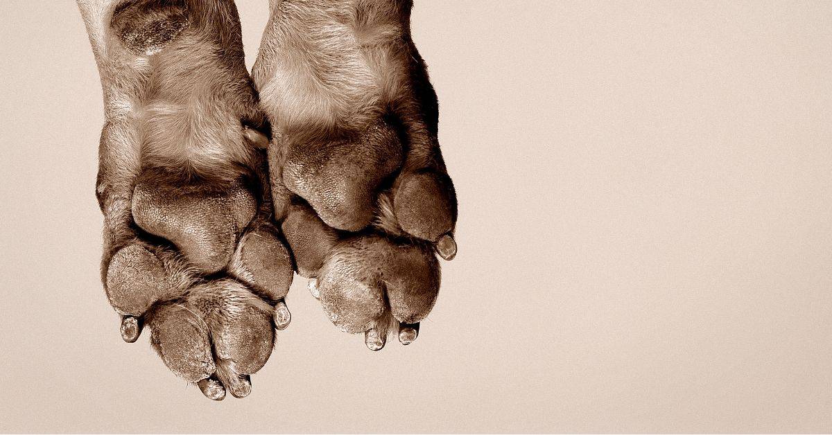 Interesting Facts About Dog Paws