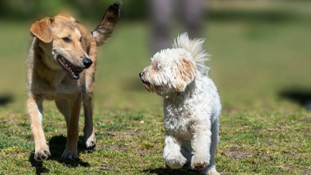 a light brown big and a white little dog walking next to each other