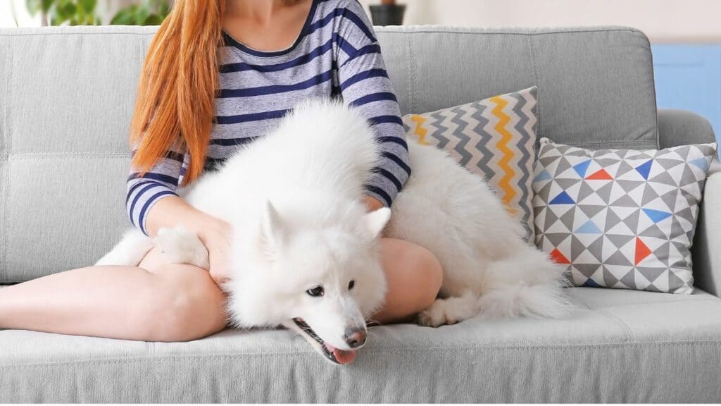 big white dog with a woman on a couch