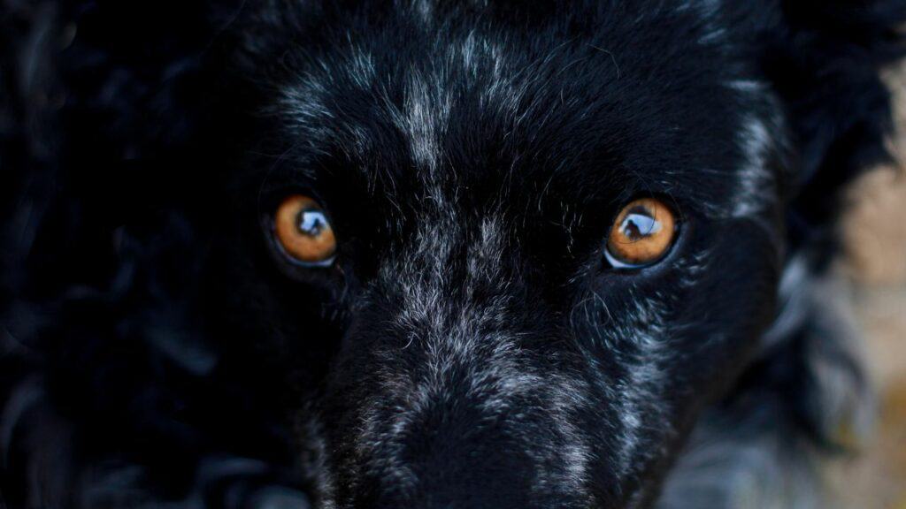 black dog face with brown eyes from near