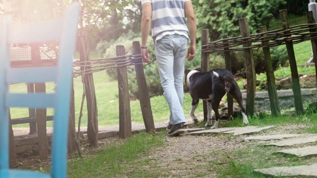 black white bulldog walks next to a man