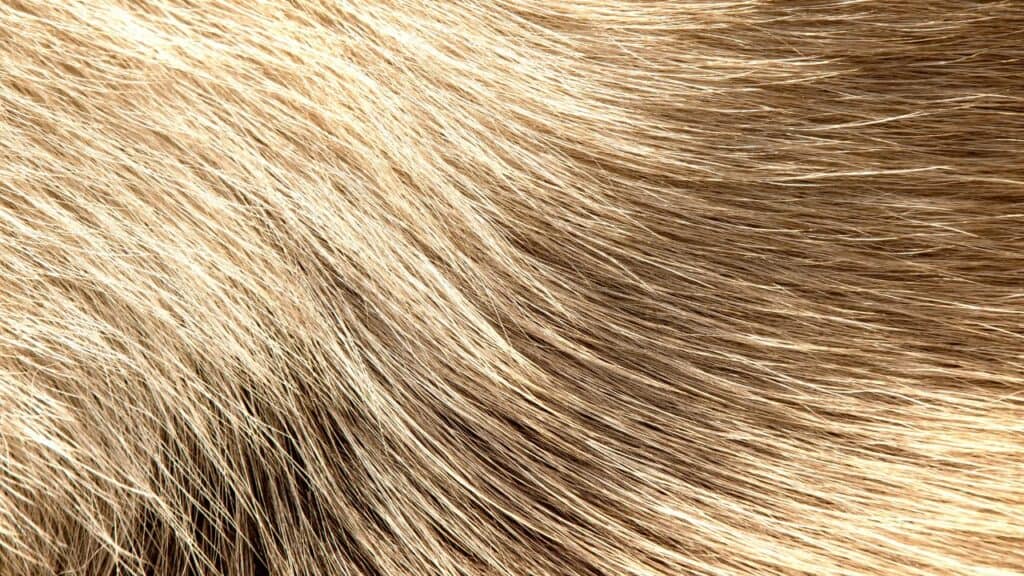 brown dog fur from near