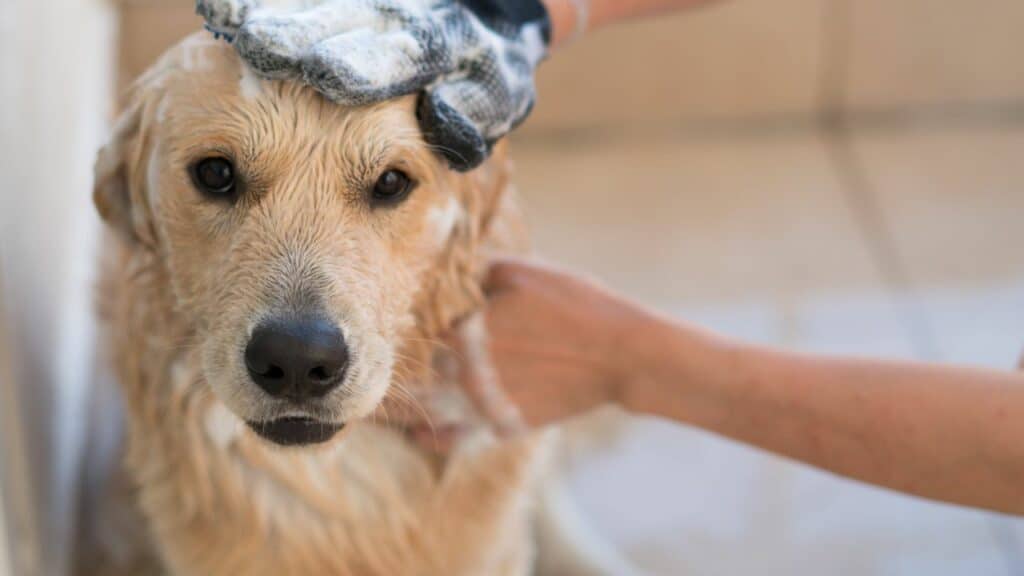 brown dog gets a bath