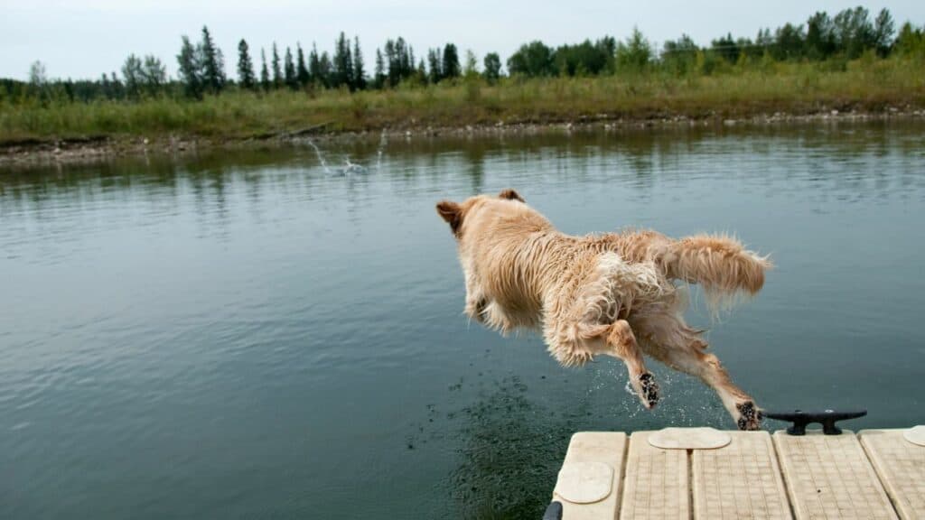 brown dog is jumping into water

