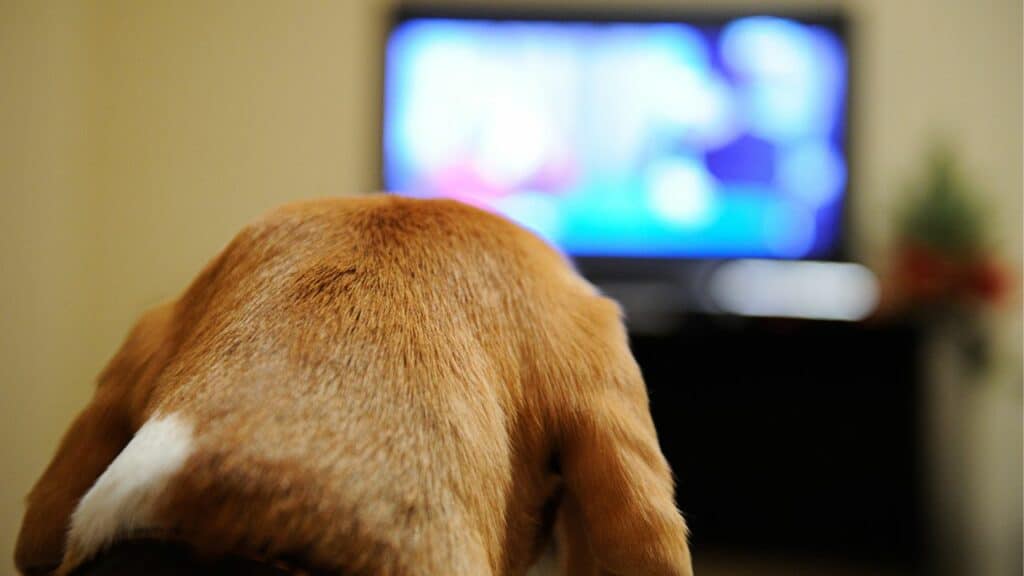 brown dog is watching tv