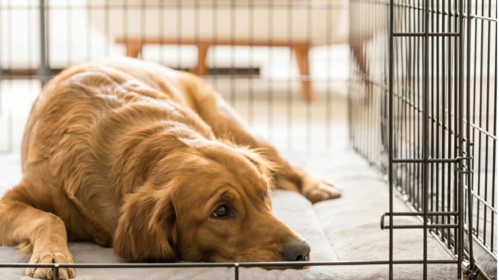 brown dog laying in cage looking sad