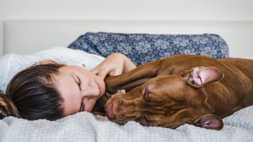 brown dog laying next to a woman on a white bed